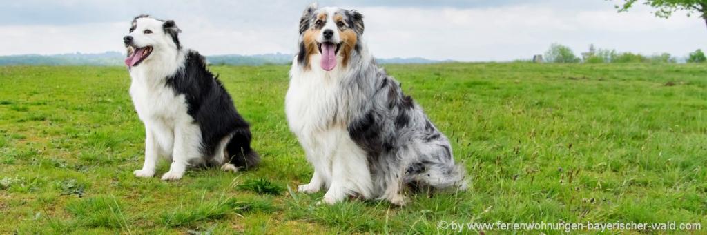 Urlaub mit Hund in der Familienunterkunft in Dänemark