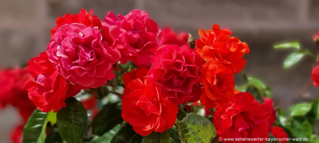 Wochenendreise Paris Stadt der Liebe Blumenstrauß rote Rosen